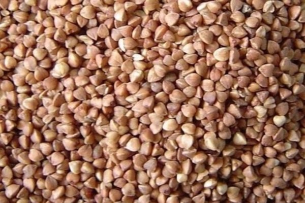 В чем причина снижения цен на зерно гречихи?