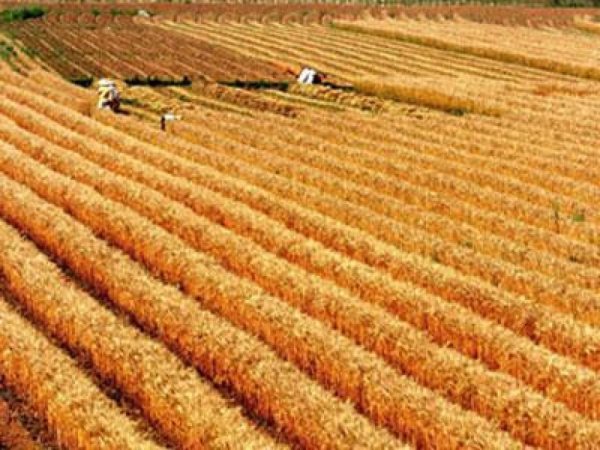 Россия сократила экспорт зерна в феврале после введения экспортных пошлин