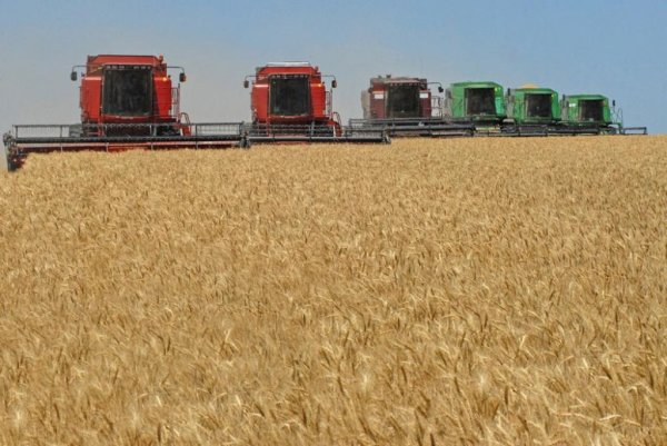 Пшеничный стимул