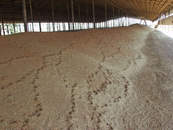 Цены на зерно сводят с ума