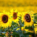 Подсолнечник 200 тонн