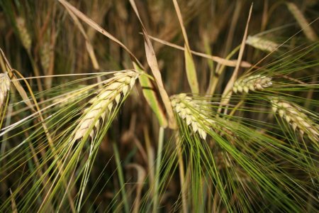 Южная Корея активизировала импортные закупки фуражной пшеницы