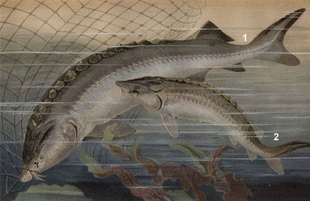 Царская рыба поселилась в Карелии