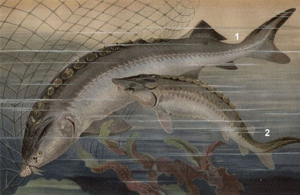 Царская рыба поселилась в Карелии