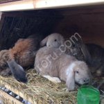 Кролики мясных пород