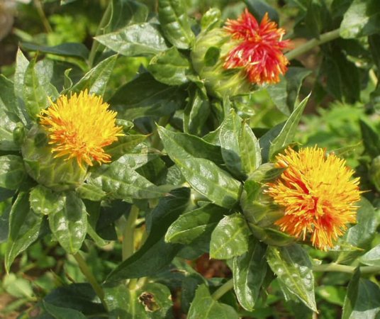 Шафран и сафлор: в чем разница и почему их часто путают