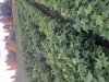 Саженцы черной смородины