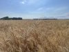 Зерно озимой пшеницы