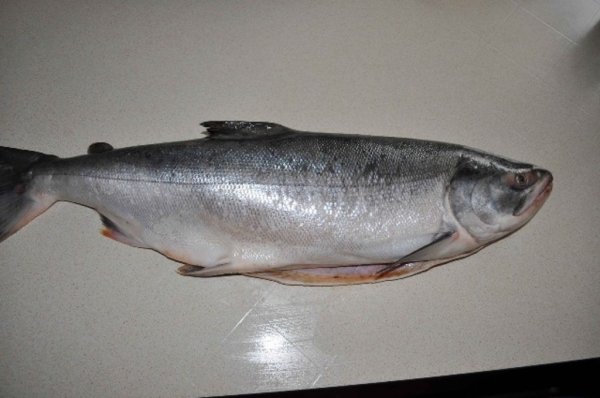 Ветнадзор Приамурья арестовал 8 тонн кеты