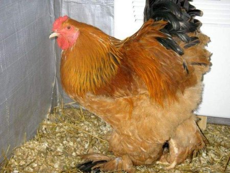 На Ставрополье удвоят производство курятины