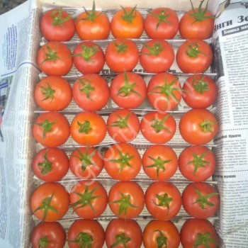 Тепличные томаты
