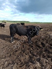 КРС на забой и воспроизводство