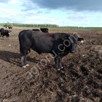 КРС на забой и воспроизводство