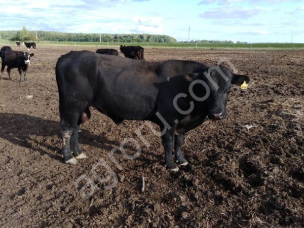 КРС на забой и воспроизводство
