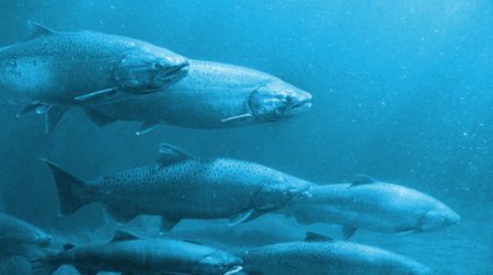 На Сахалине не удалось заложить икру для воспроизводства лососей