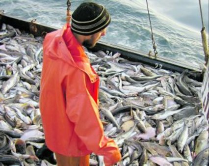 Рыбы станет больше