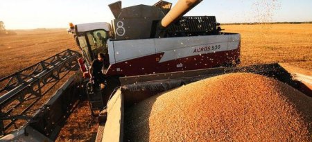 Ткачев предсказал увеличение экспорта зерна до 50 млн тонн