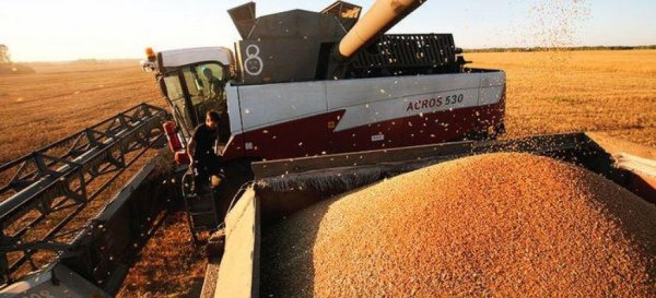 Ткачев предсказал увеличение экспорта зерна до 50 млн тонн