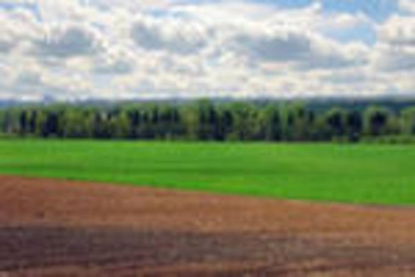 В Челябинской области застраховано 60 тыс. га зерновых посевов