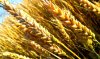 Сбор зерна превысит 100 млн тонн