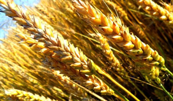 Сбор зерна превысит 100 млн тонн