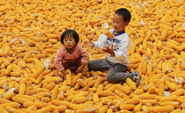 Правительство провинции Хэйлунцзян заплатит фермерам за отказ от кукурузы в пользу сои