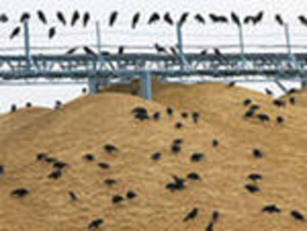 Зерновые интервенции начинаются