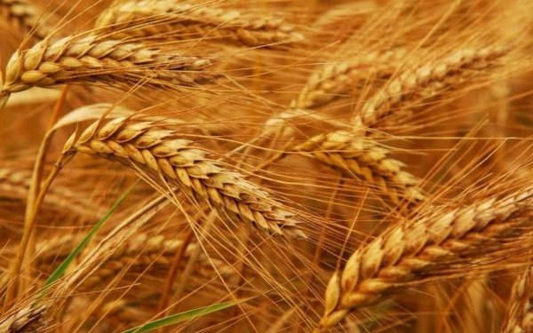 Ткачев: доля некачественного зерна в РФ составляет примерно 3% от общего количества