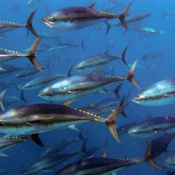 Борьба за сохранение голубого тунца продолжается
