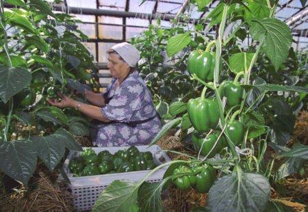 Новосибирский АПК получил самую большую прибыль за всю историю