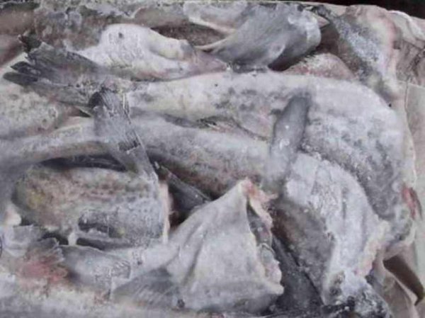 Партия рыбы из Приморского края поступила в Ульяновск