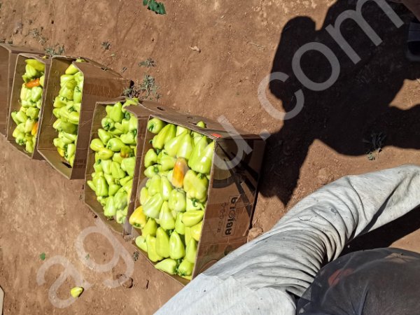 Перец болгарский оптом