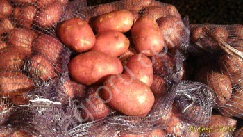 семенной и продовольственный картофель продо