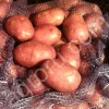 семенной и продовольственный картофель продо
