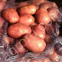 семенной и продовольственный картофель продо