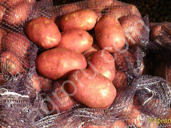 семенной и продовольственный картофель продо