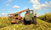 В Украине на 20 июля ранние зерновые и зернобобовые убраны с 72% площадей