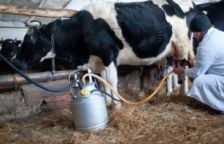 Поголовье скота и производство молока заметно упало в Тарбагатайском районе - Бурятстат