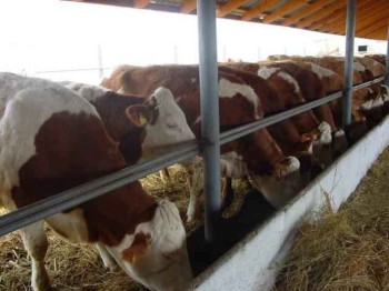 В Пензенской области попало в продажу маститное молоко