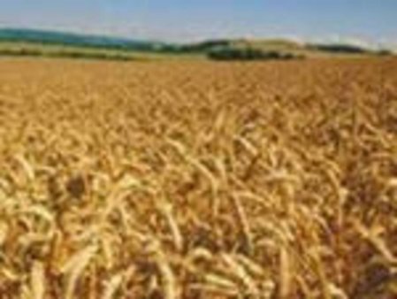 Профицит зерна в Красноярском крае создает давление на рынок