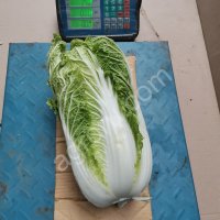 Капуста пекинская