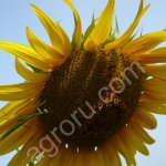 Сорт подсолнечника ЕНИСЕЙ РС1