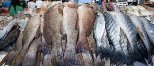 Рыбные цены в Северодонецке