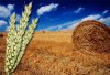 Удмуртия компенсирует селянам убытки, связанные с засухой