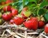 Органические фермы побеждают в борьбе за качество продукции