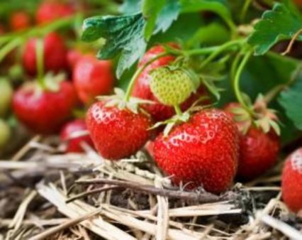 Органические фермы побеждают в борьбе за качество продукции