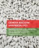 Семена фасоли сорта Маркиза РС1