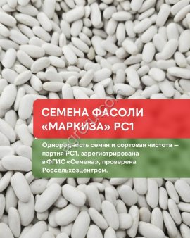 Семена фасоли сорта Маркиза РС1