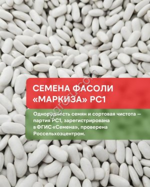 Семена фасоли сорта Маркиза РС1