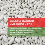 Семена фасоли сорта Маркиза РС1
